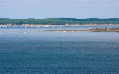 Les huîtres d’arcachon, trésors iodés du bassin girondin